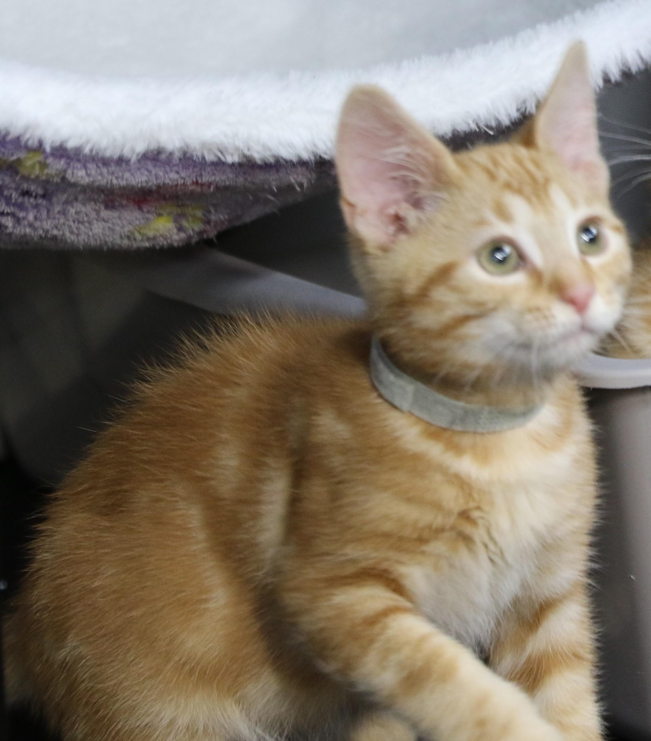 Dudly, Adoptable, Kitten Male Tabby.