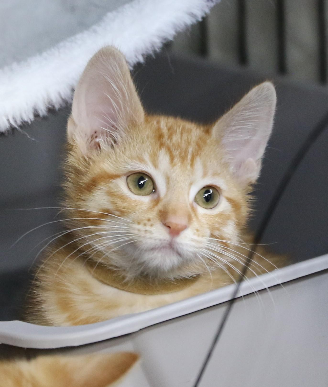 Dudly, a Adoptable Tabby in Cut Bank, MT image 4/4