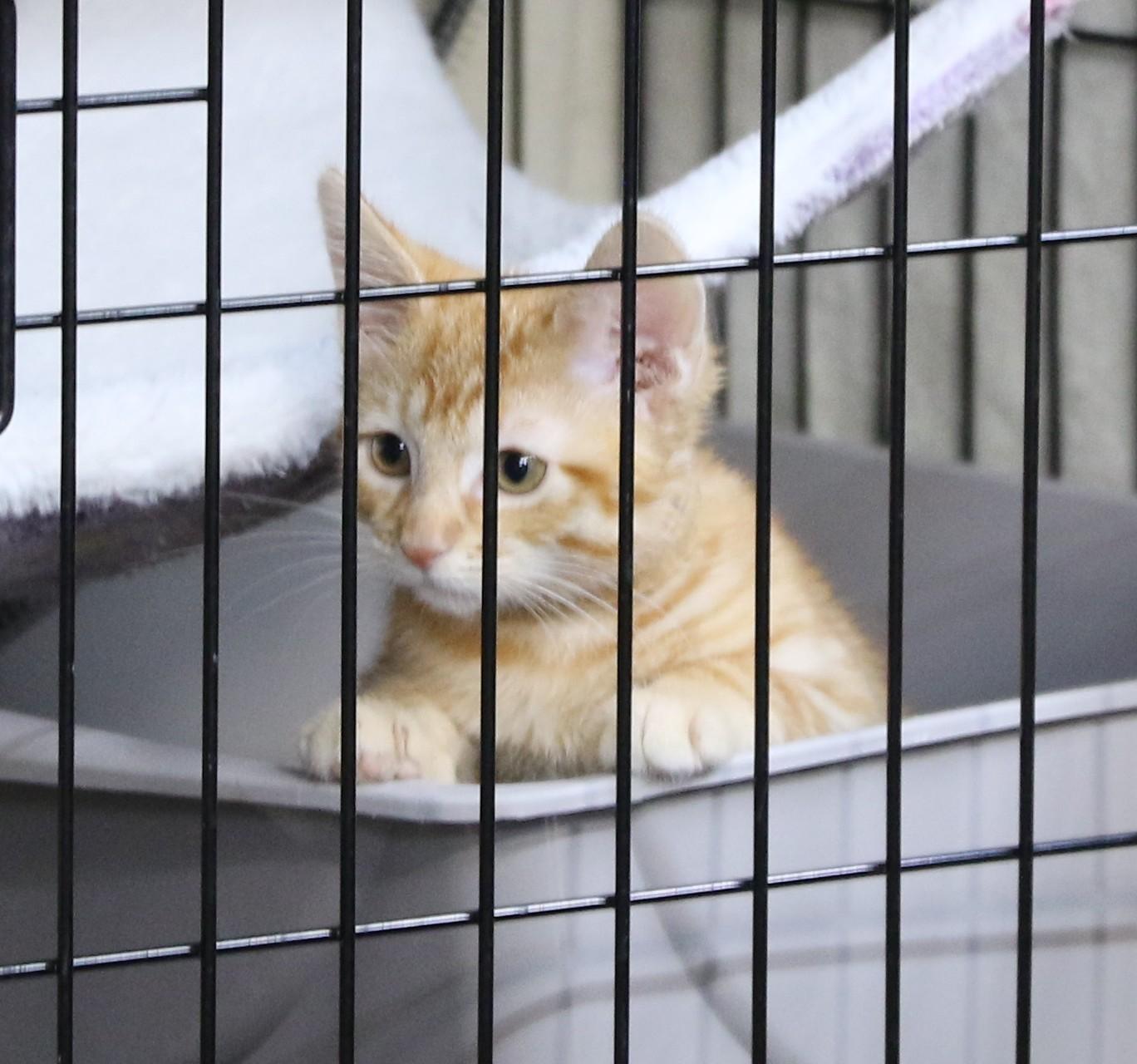 Dudly, a Adoptable Tabby in Cut Bank, MT image 3/4