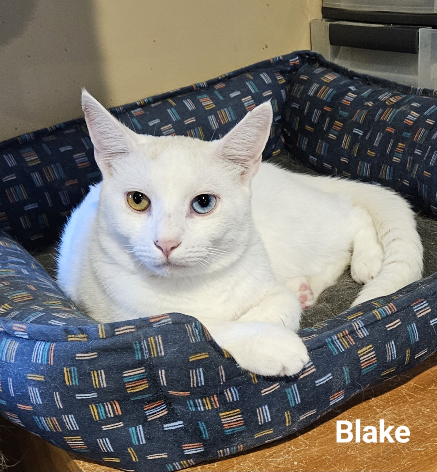 Enlarge Blake, a Adopted Domestic Short Hair in Bethlehem, PA image 1/2