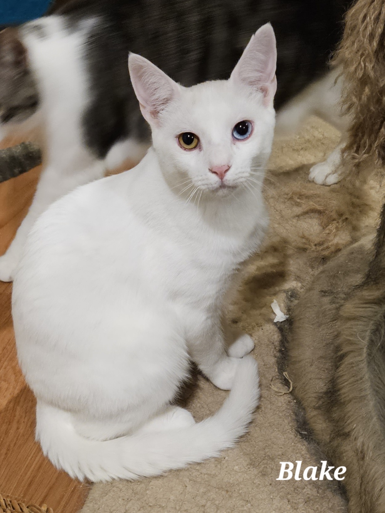Enlarge Blake, a Adopted Domestic Short Hair in Bethlehem, PA image 2/2