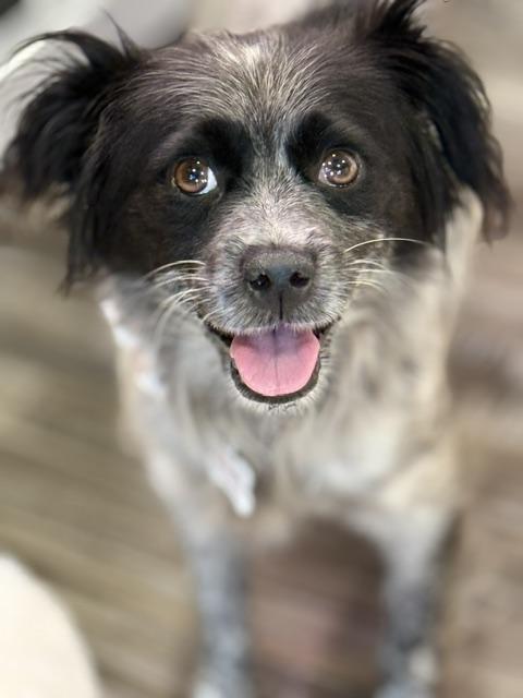 Enlarge June, a Adopted mixed breed in Redondo Beach, CA image 4/5