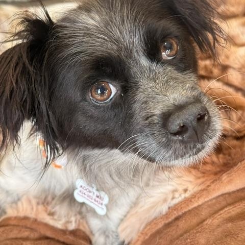 Enlarge June, a Adopted mixed breed in Redondo Beach, CA image 1/5