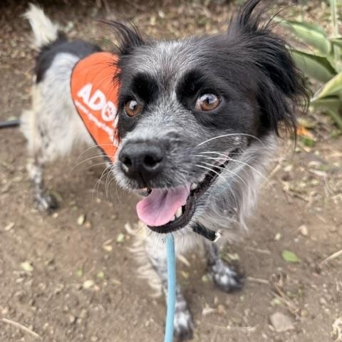 Enlarge June, a Adopted mixed breed in Redondo Beach, CA image 2/5