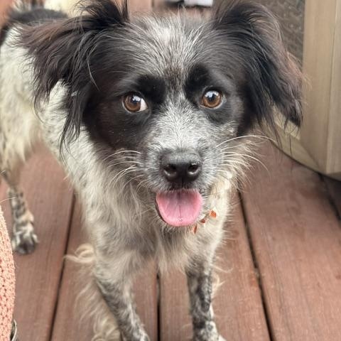 Enlarge June, a Adopted mixed breed in Redondo Beach, CA image 3/5