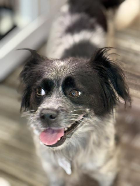 Enlarge June, a Adopted mixed breed in Redondo Beach, CA image 5/5
