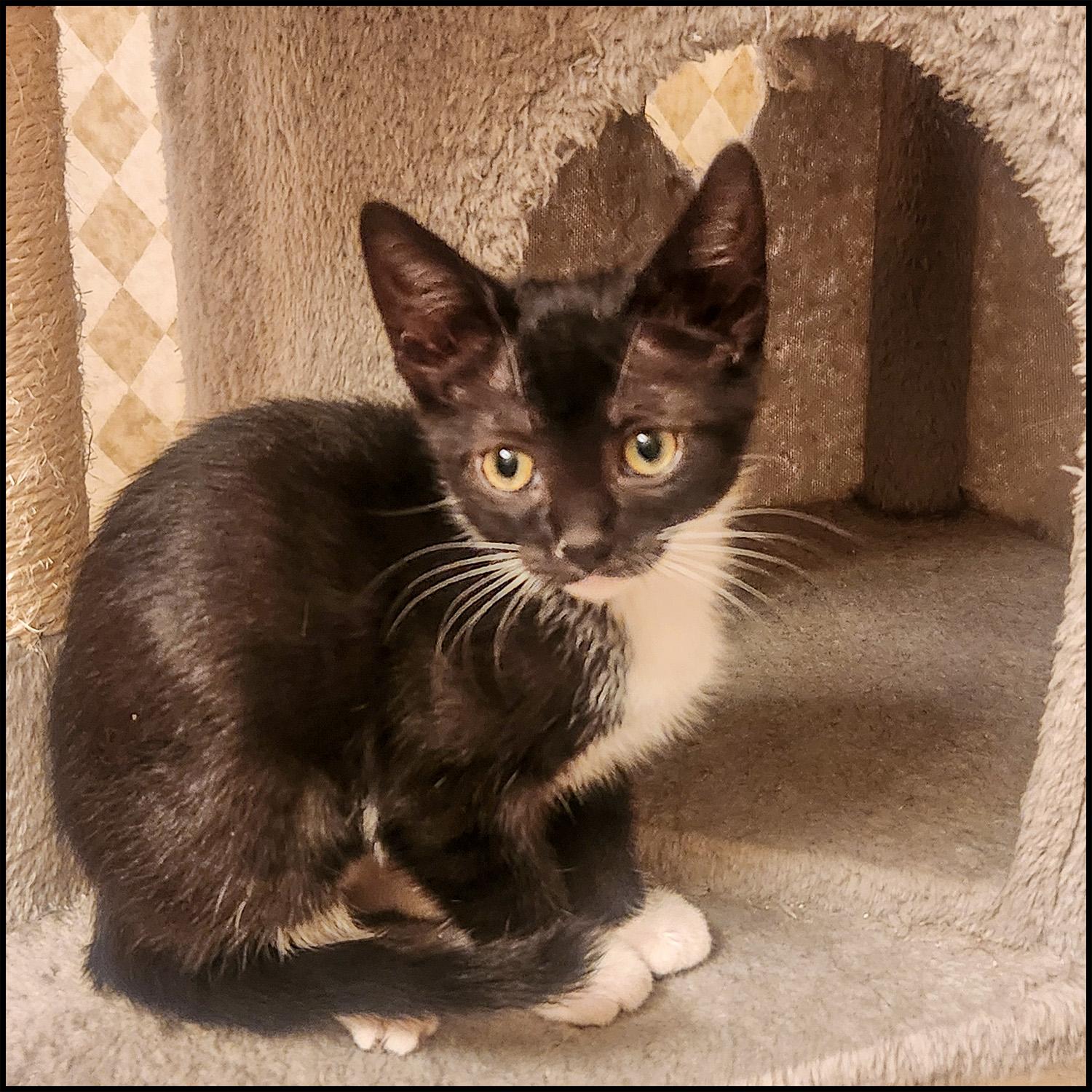 Flamenco, Young Female Domestic Short Hair