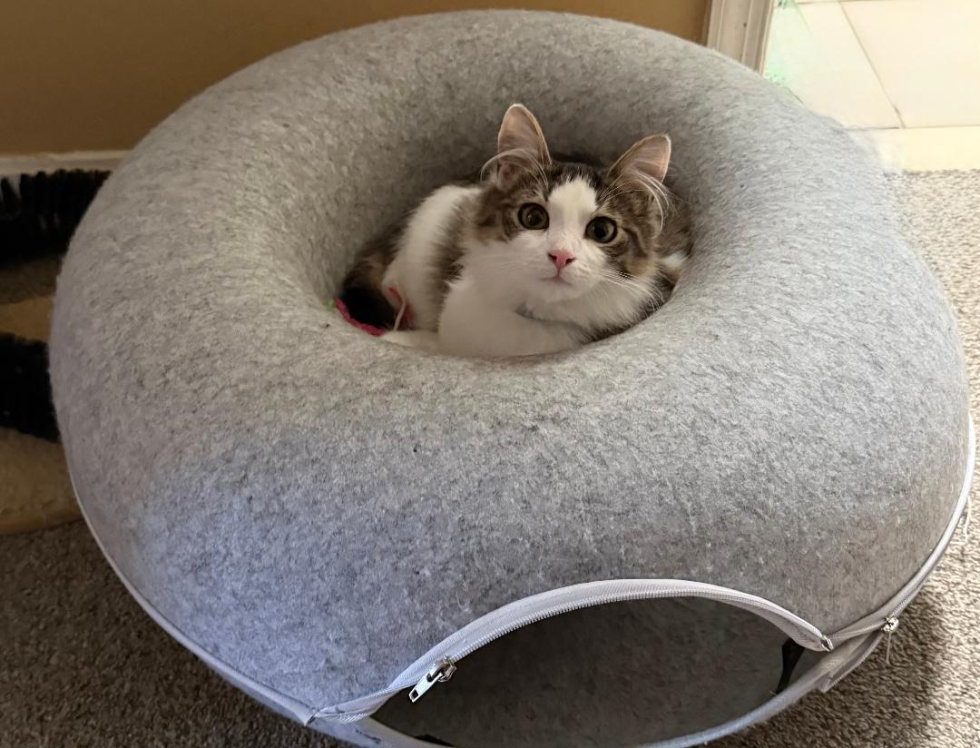 Enlarge Teddi, a Adoptable Domestic Short Hair in Yardley, PA image 1/3