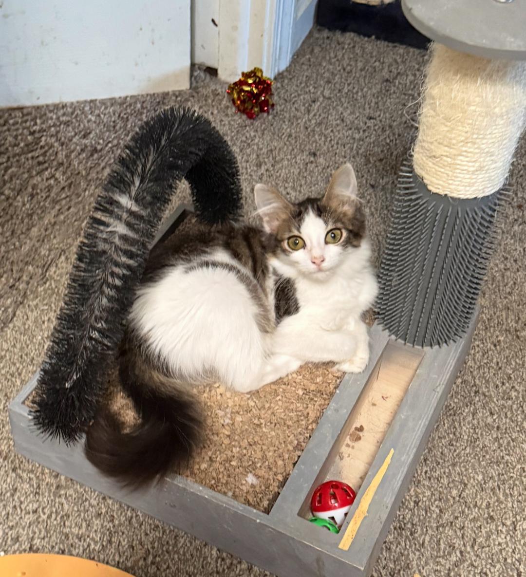 Enlarge Teddi, a Adoptable Domestic Short Hair in Yardley, PA image 2/3