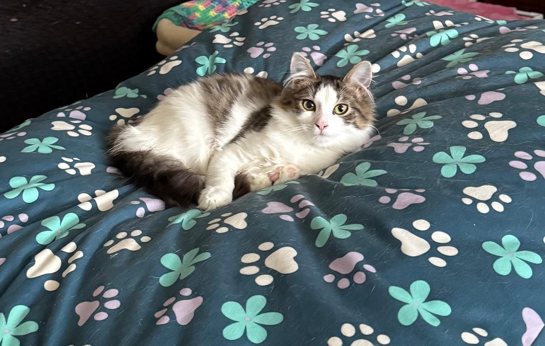 Enlarge Teddi, a Adoptable Domestic Short Hair in Yardley, PA image 3/3