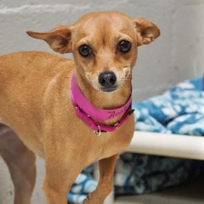Enlarge Sophia, a Adoptable Chihuahua in Boulder, CO image 2/2