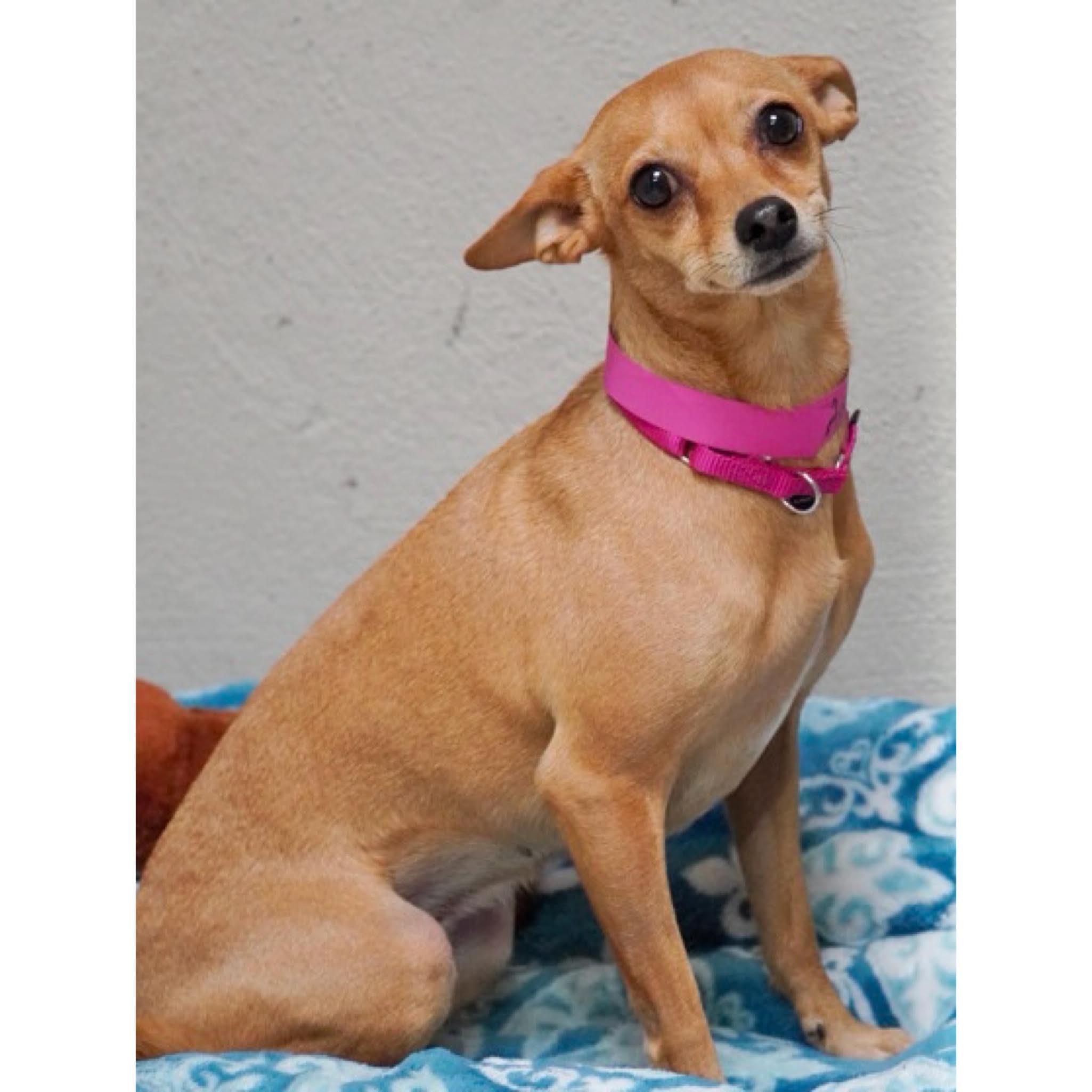 Sophia, Adoptable, Adult Female Chihuahua.