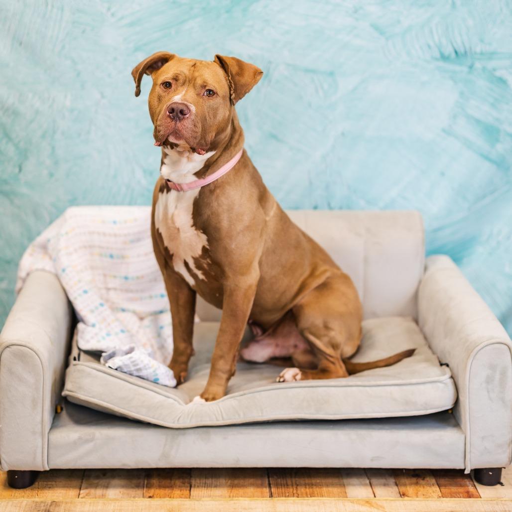 Razzle Dazzle (Sponsored), Adoptable, Adult Male American Staffordshire Terrier & Pit Bull Terrier.