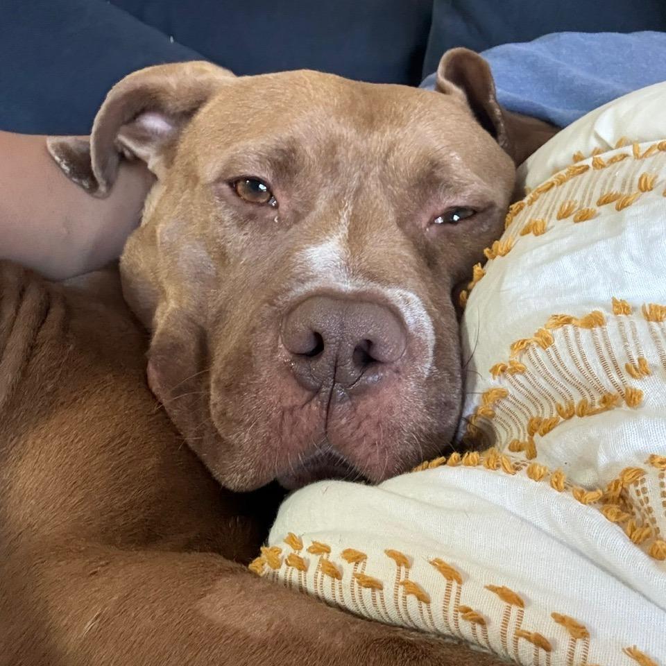 Enlarge Razzle Dazzle (Sponsored), a Adoptable mixed breed in East Saint Louis, IL image 3/6