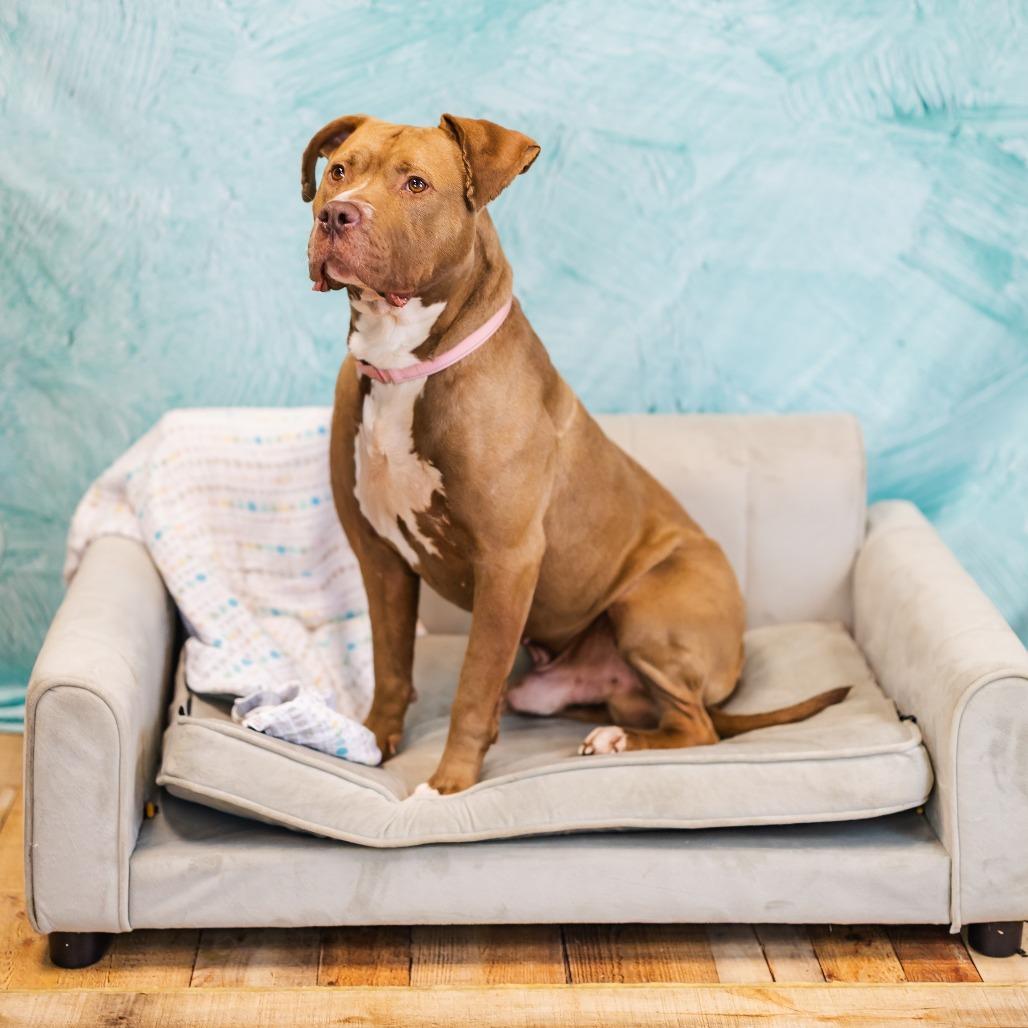 Enlarge Razzle Dazzle (Sponsored), a Adoptable mixed breed in East Saint Louis, IL image 6/6