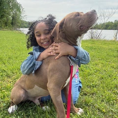 Enlarge Razzle Dazzle (Sponsored), a Adoptable mixed breed in East Saint Louis, IL image 4/6