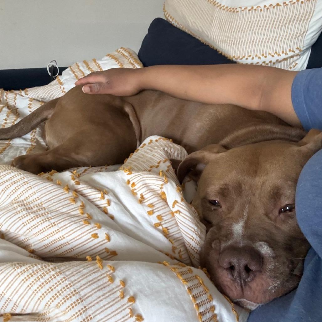 Enlarge Razzle Dazzle (Sponsored), a Adoptable mixed breed in East Saint Louis, IL image 5/6