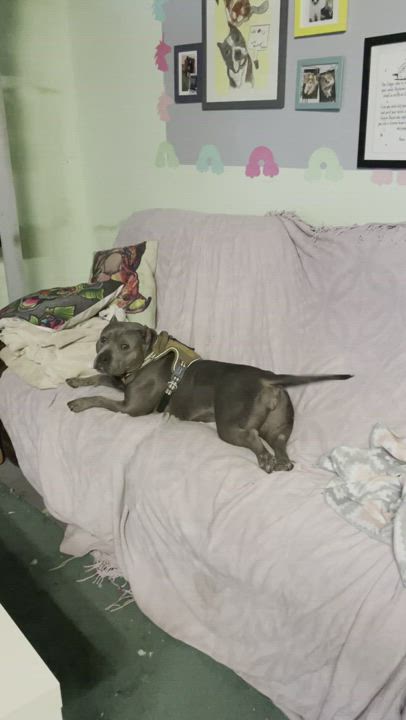 Enlarge Estelle , a Adopted American Bully in Las Vegas, NV video 5/9