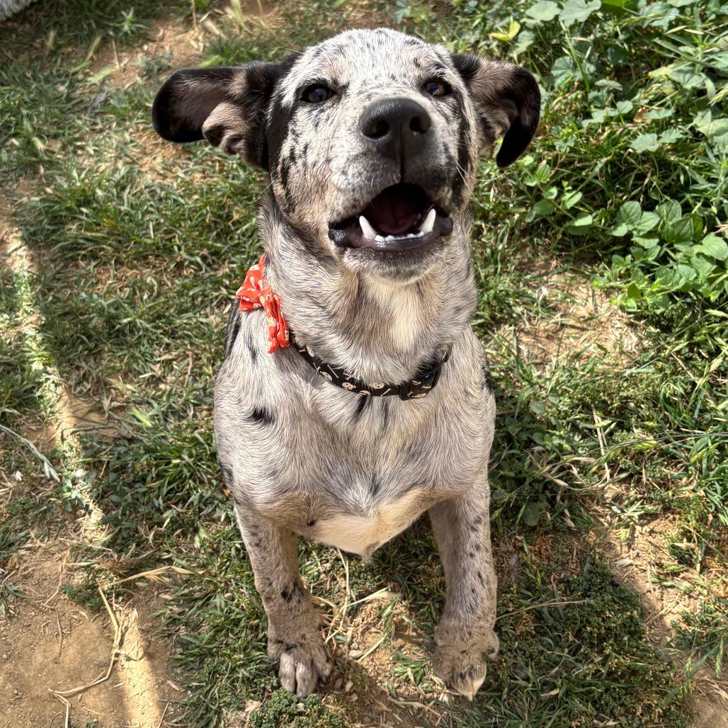 Leo, Adoptable, Puppy Male Catahoula Leopard Dog.