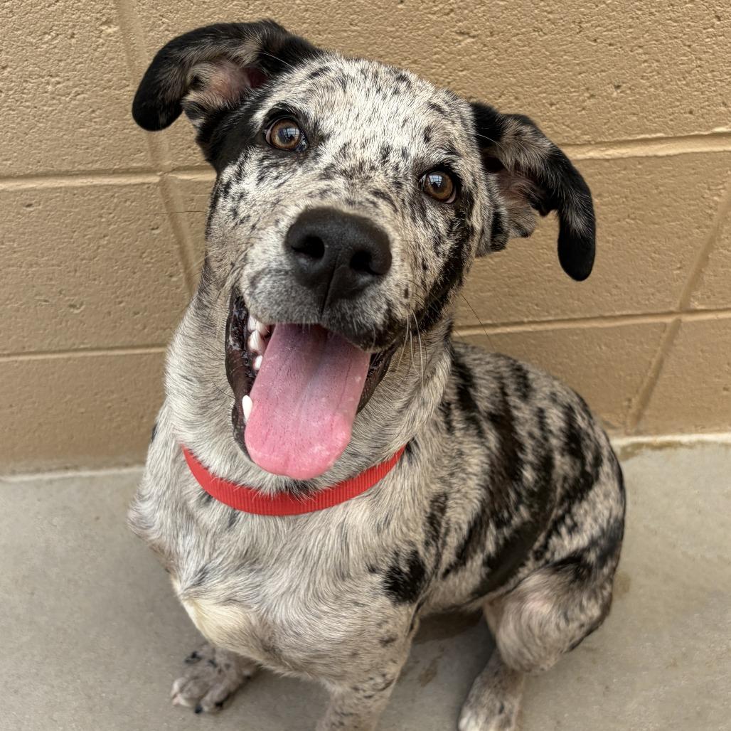 Enlarge Leo, a Adoptable Catahoula Leopard Dog in Ojai, CA image 2/6