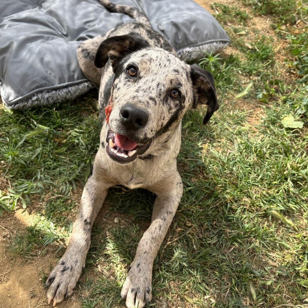 Enlarge Leo, a Adoptable Catahoula Leopard Dog in Ojai, CA image 3/6