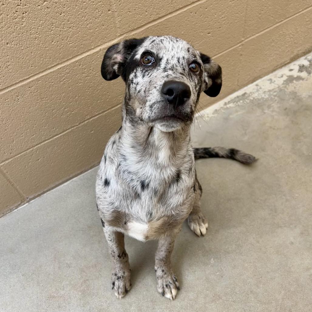 Enlarge Leo, a Adoptable Catahoula Leopard Dog in Ojai, CA image 4/6