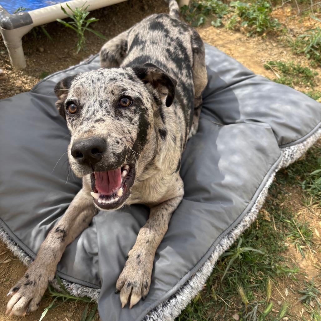 Enlarge Leo, a Adoptable Catahoula Leopard Dog in Ojai, CA image 5/6