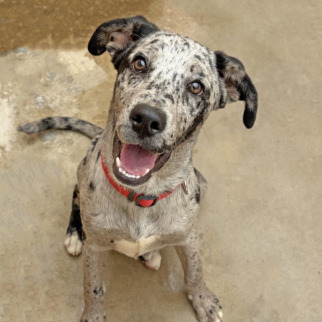 Enlarge Leo, a Adoptable Catahoula Leopard Dog in Ojai, CA image 6/6