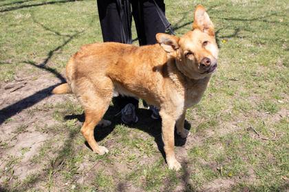 Enlarge River, a Adoptable mixed breed in Kansas City, MO image 1/3