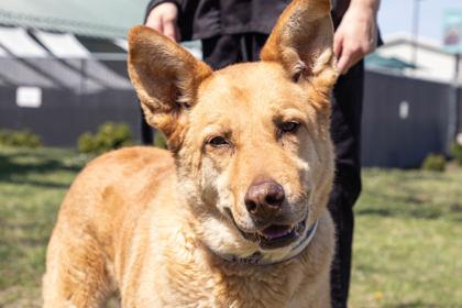 Enlarge River, a Adoptable mixed breed in Kansas City, MO image 2/3