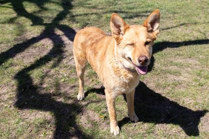 Enlarge River, a Adoptable mixed breed in Kansas City, MO image 3/3