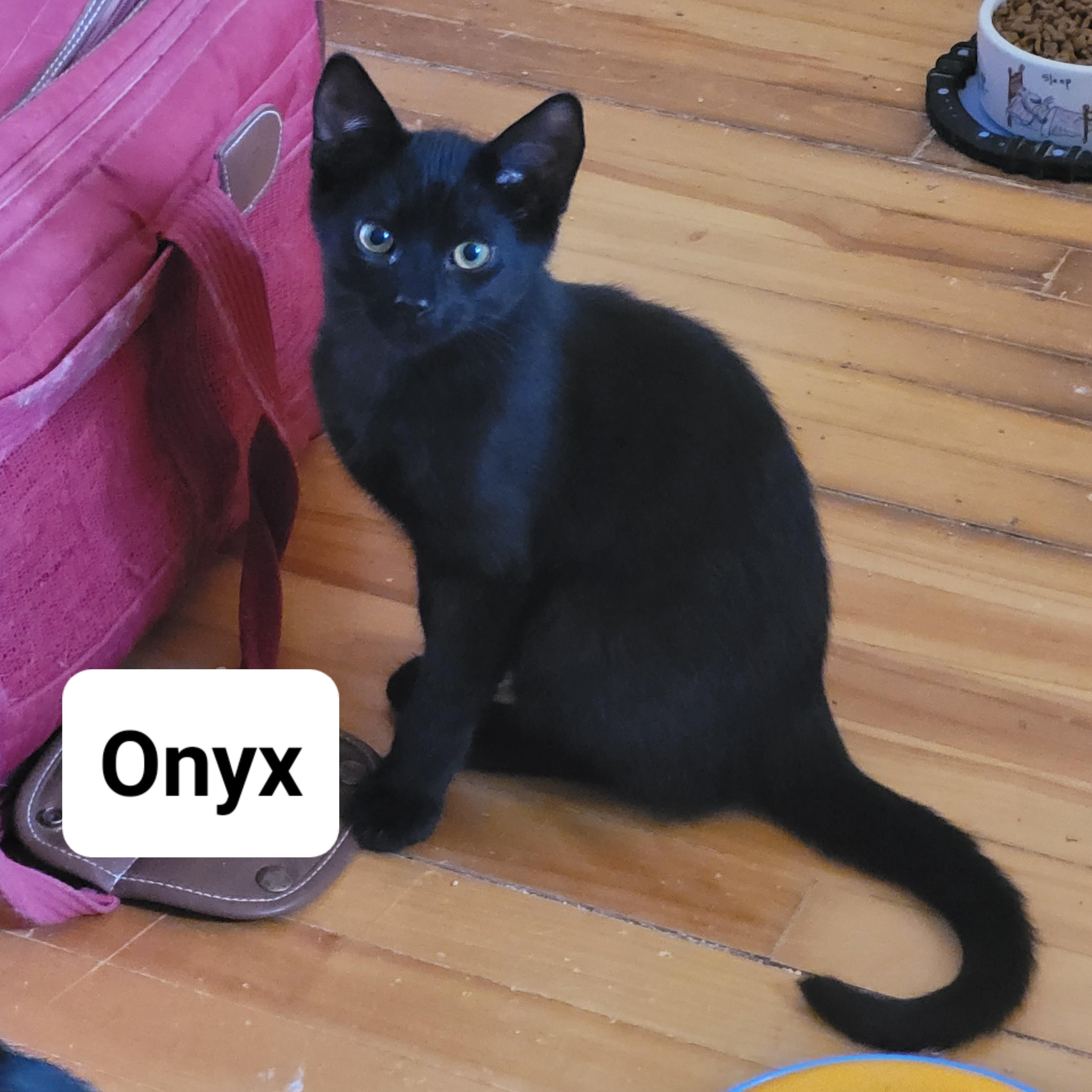 Enlarge Onyx, a Adoptable Domestic Short Hair in Ottawa, ON image 2/6