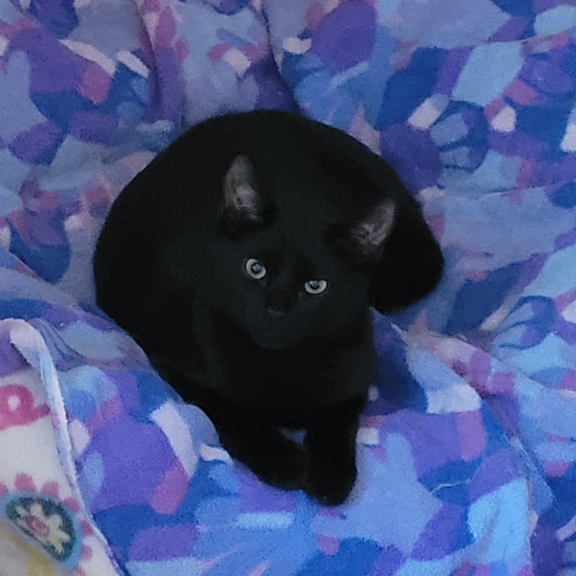 Enlarge Onyx, a Adoptable Domestic Short Hair in Ottawa, ON image 5/6