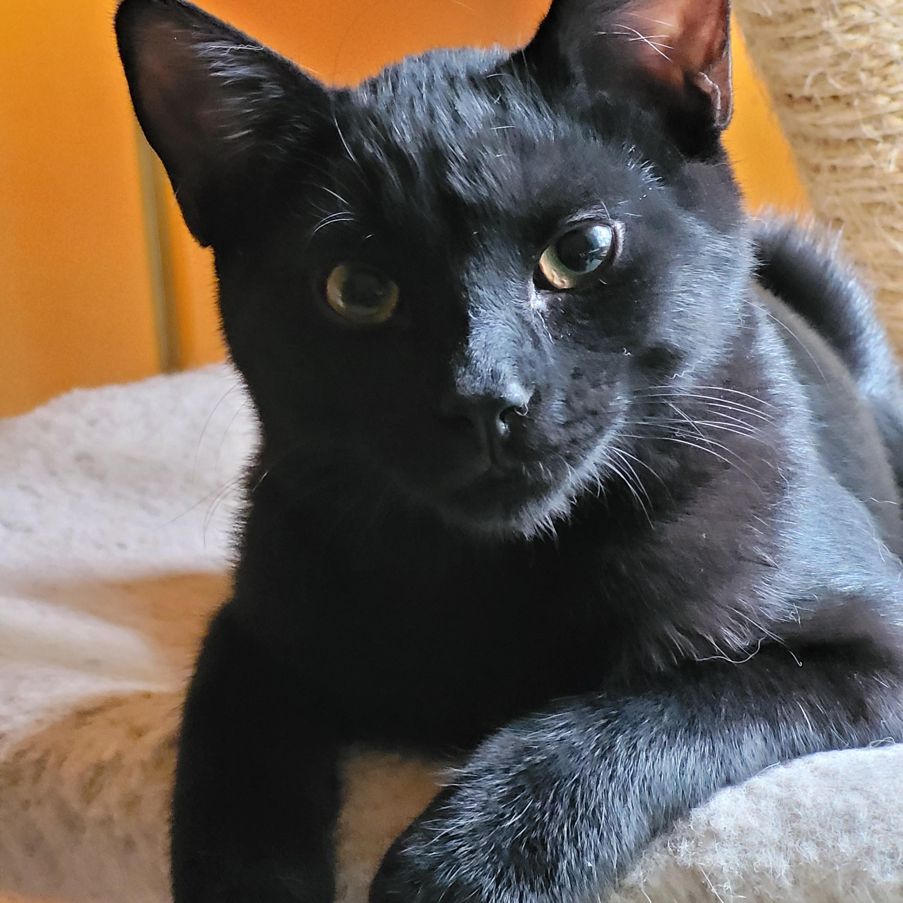 Onyx, Adoptable, Kitten Male Domestic Short Hair.