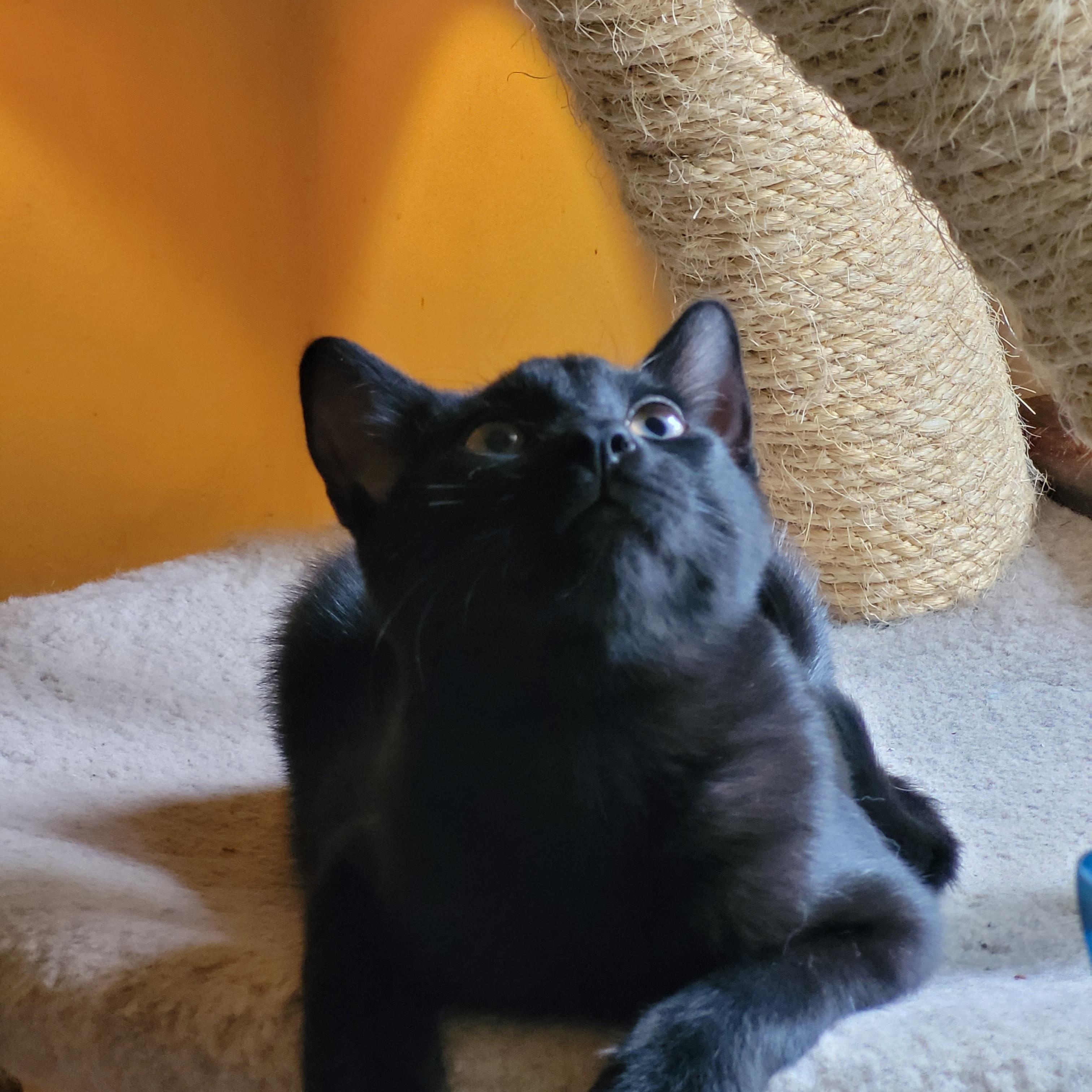 Enlarge Onyx, a Adoptable Domestic Short Hair in Ottawa, ON image 6/6