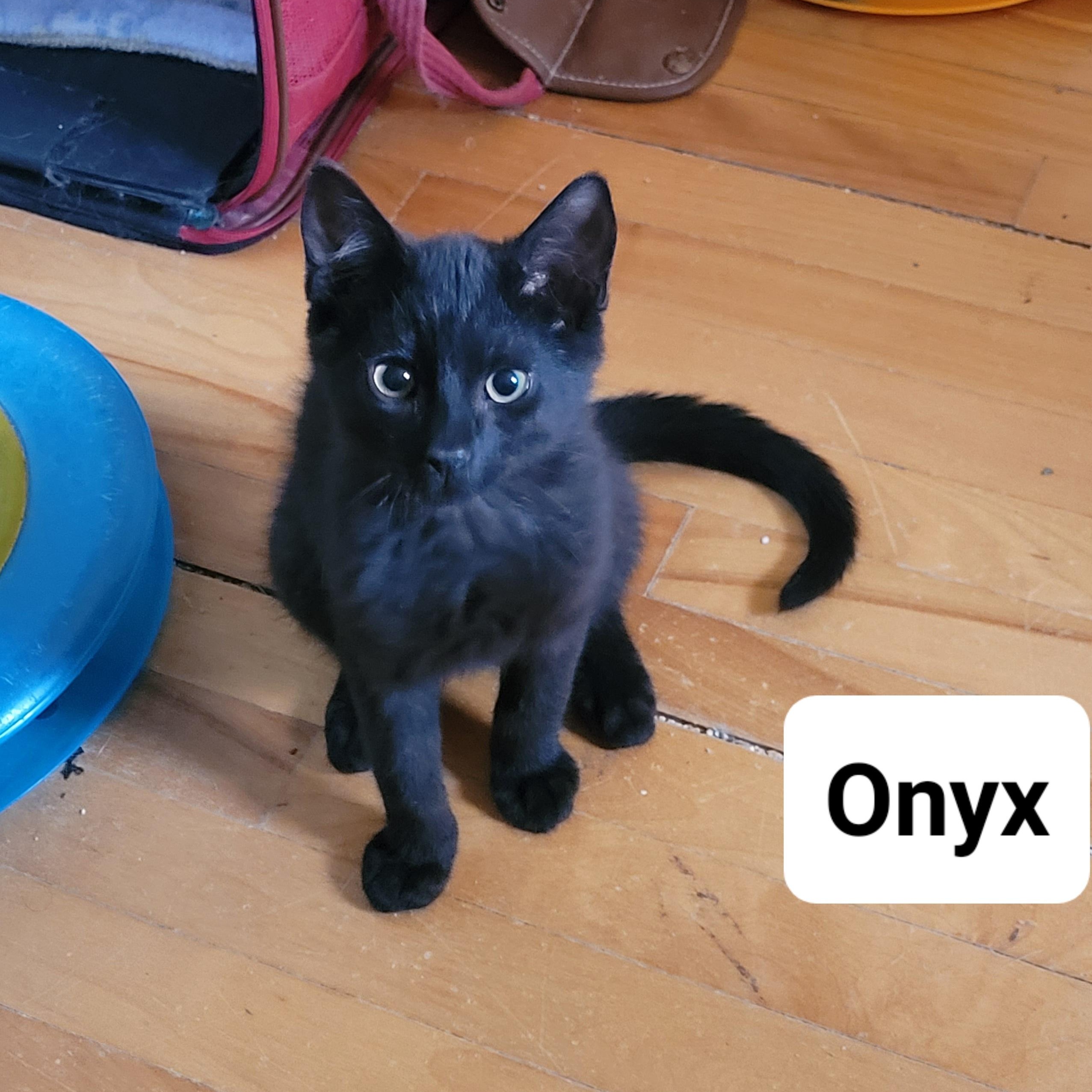 Enlarge Onyx, a Adoptable Domestic Short Hair in Ottawa, ON image 3/6