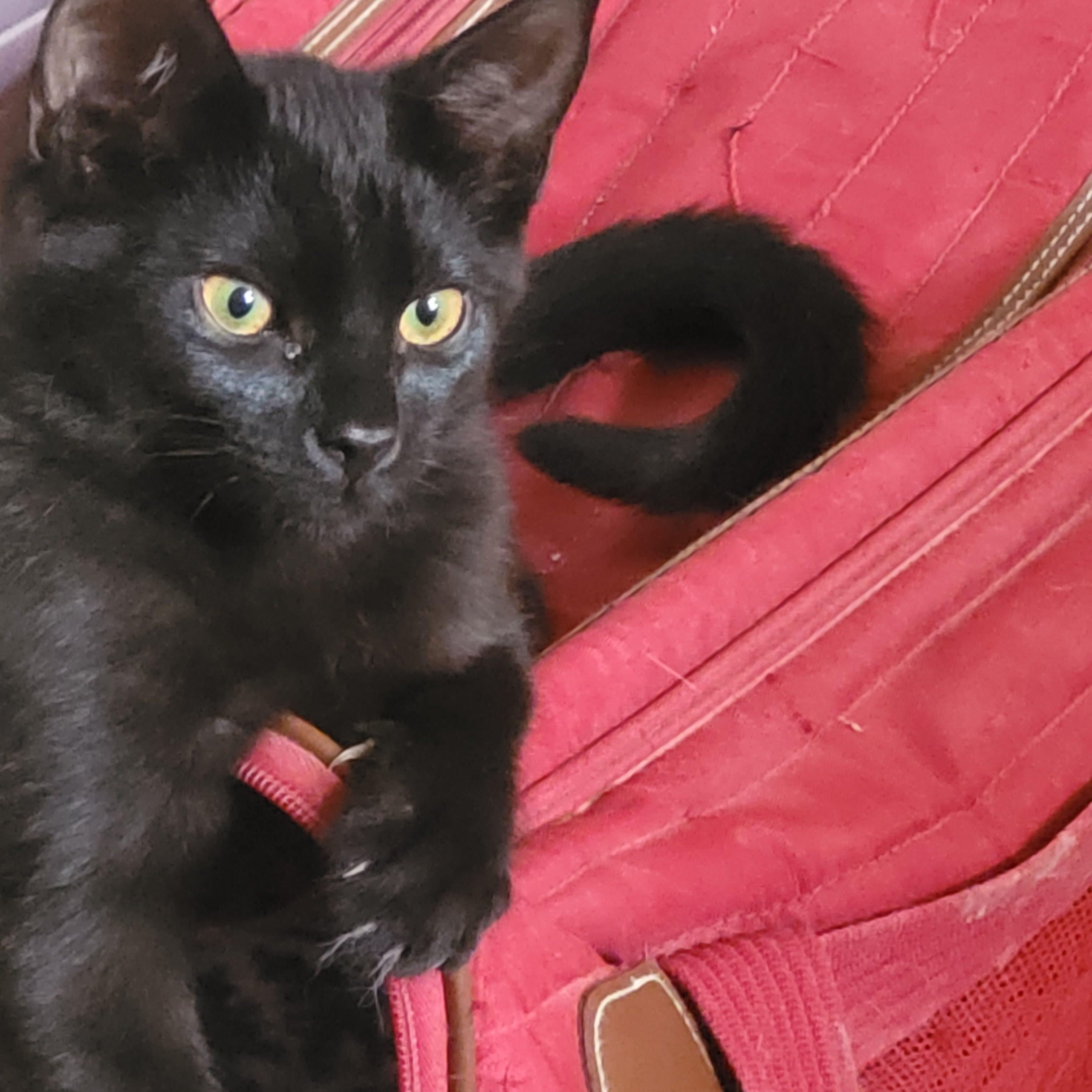 Enlarge Onyx, a Adoptable Domestic Short Hair in Ottawa, ON image 4/6