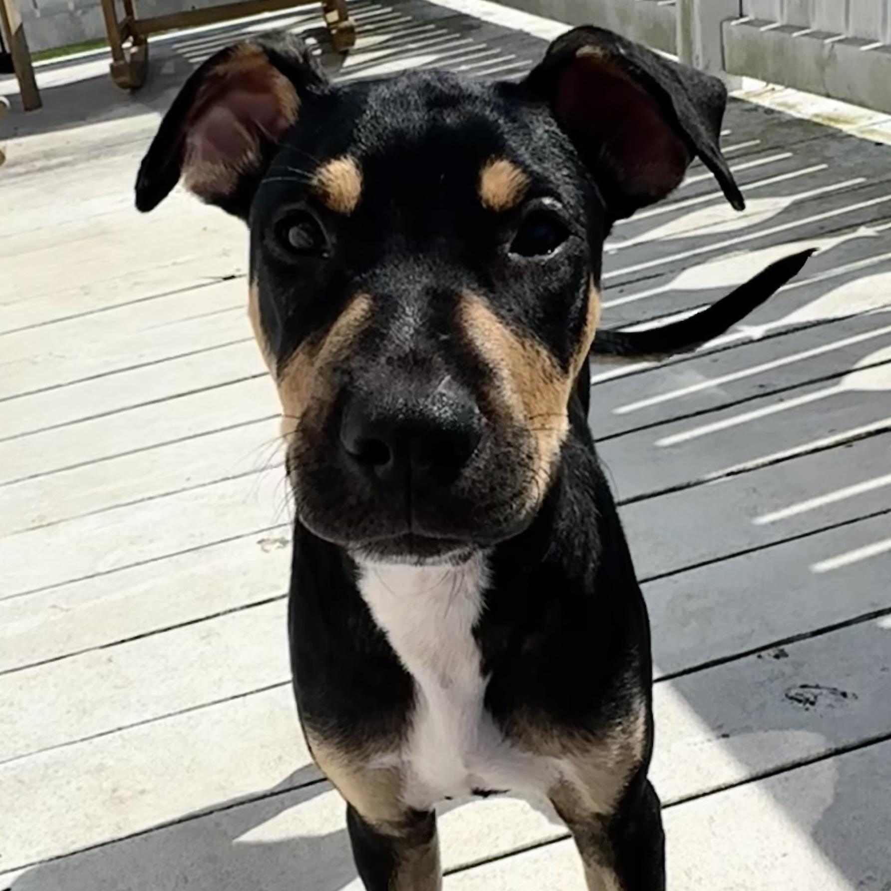 Enlarge Apollo, a Adoptable American Staffordshire Terrier in Portland, OR image 4/6