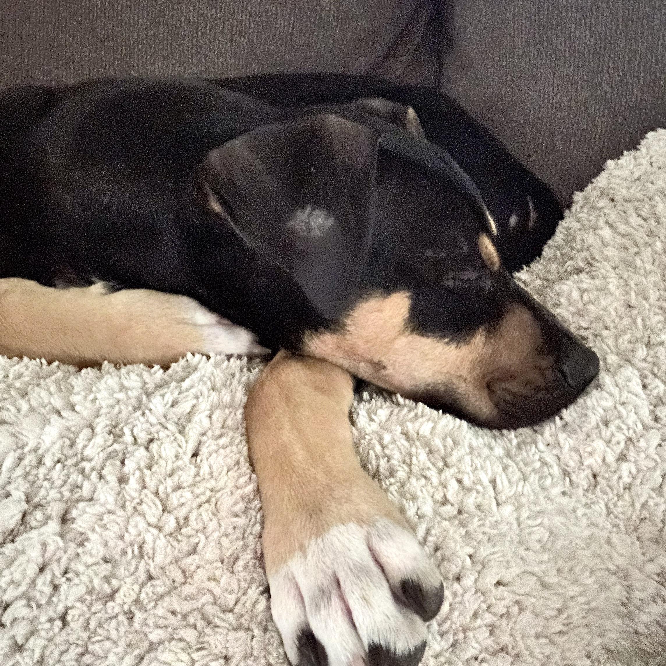 Enlarge Apollo, a Adoptable American Staffordshire Terrier in Portland, OR image 3/6