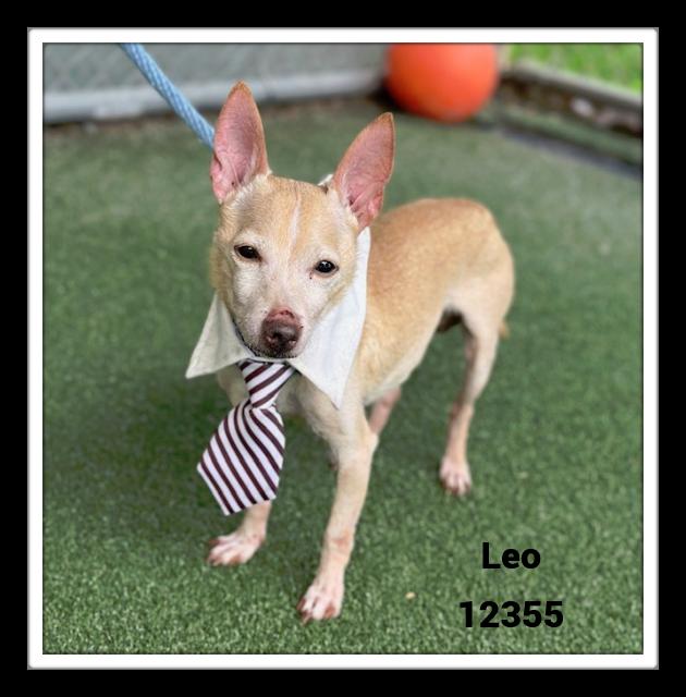LEO