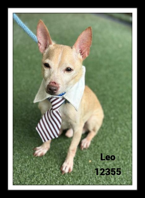 LEO