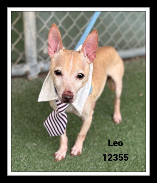 LEO