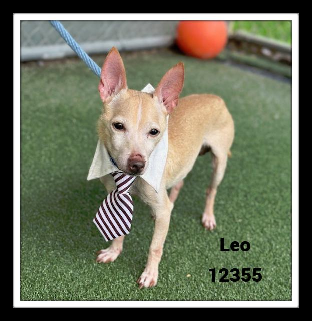 LEO