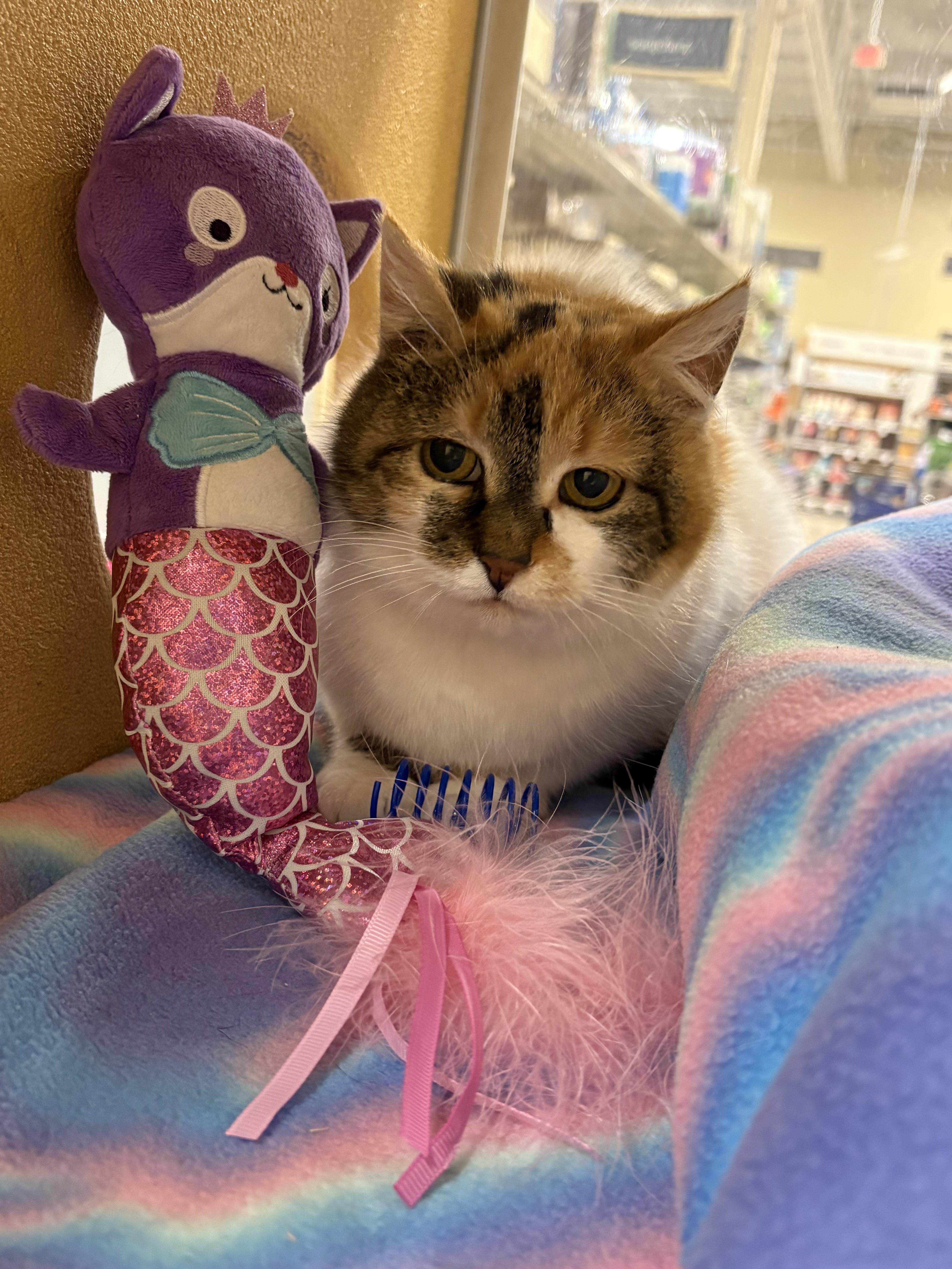 Glimmer, adopted, Young Female Domestic Short Hair.