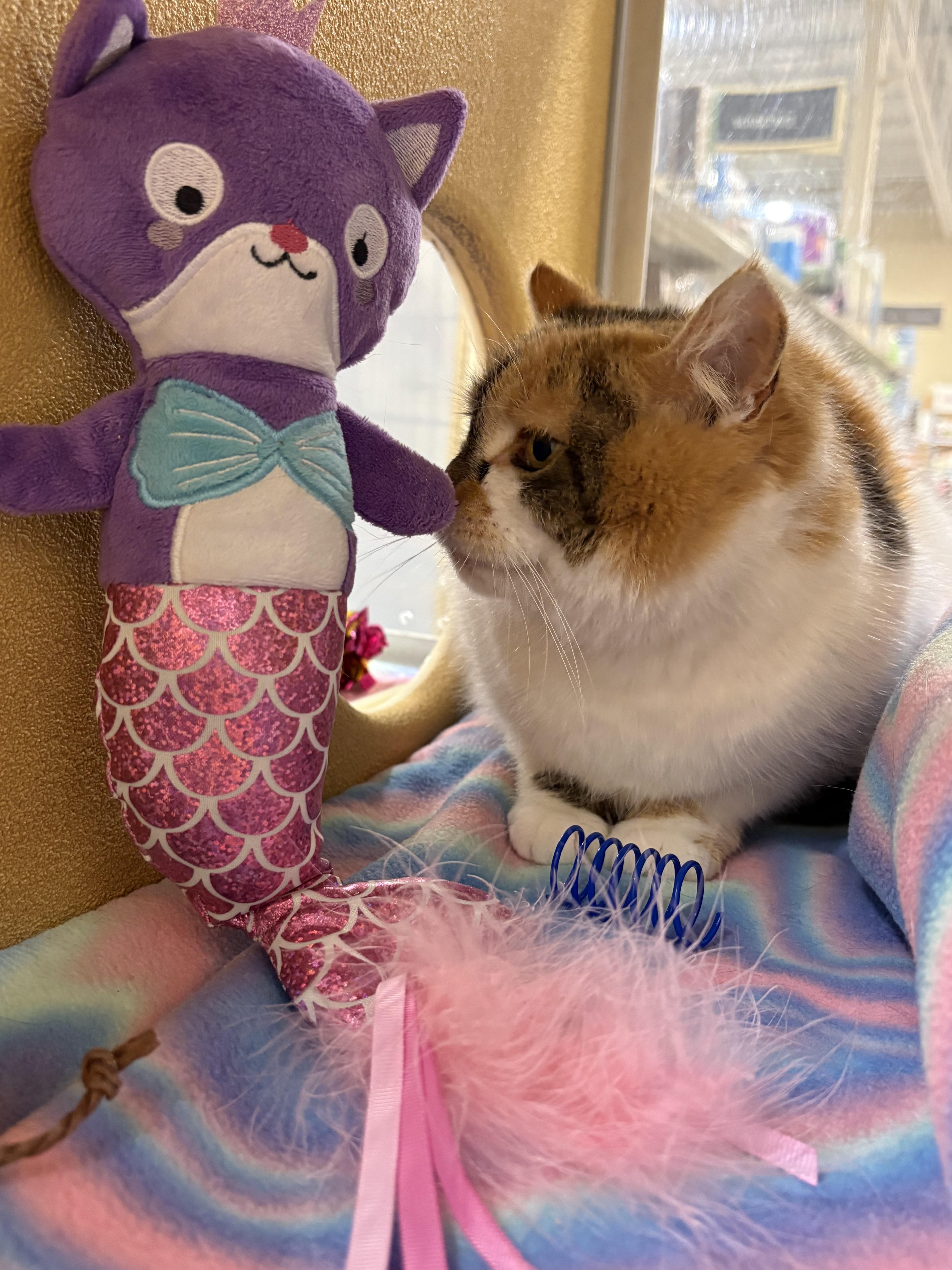 Enlarge Glimmer, an adopted Domestic Short Hair in Albany, NY image 3/3