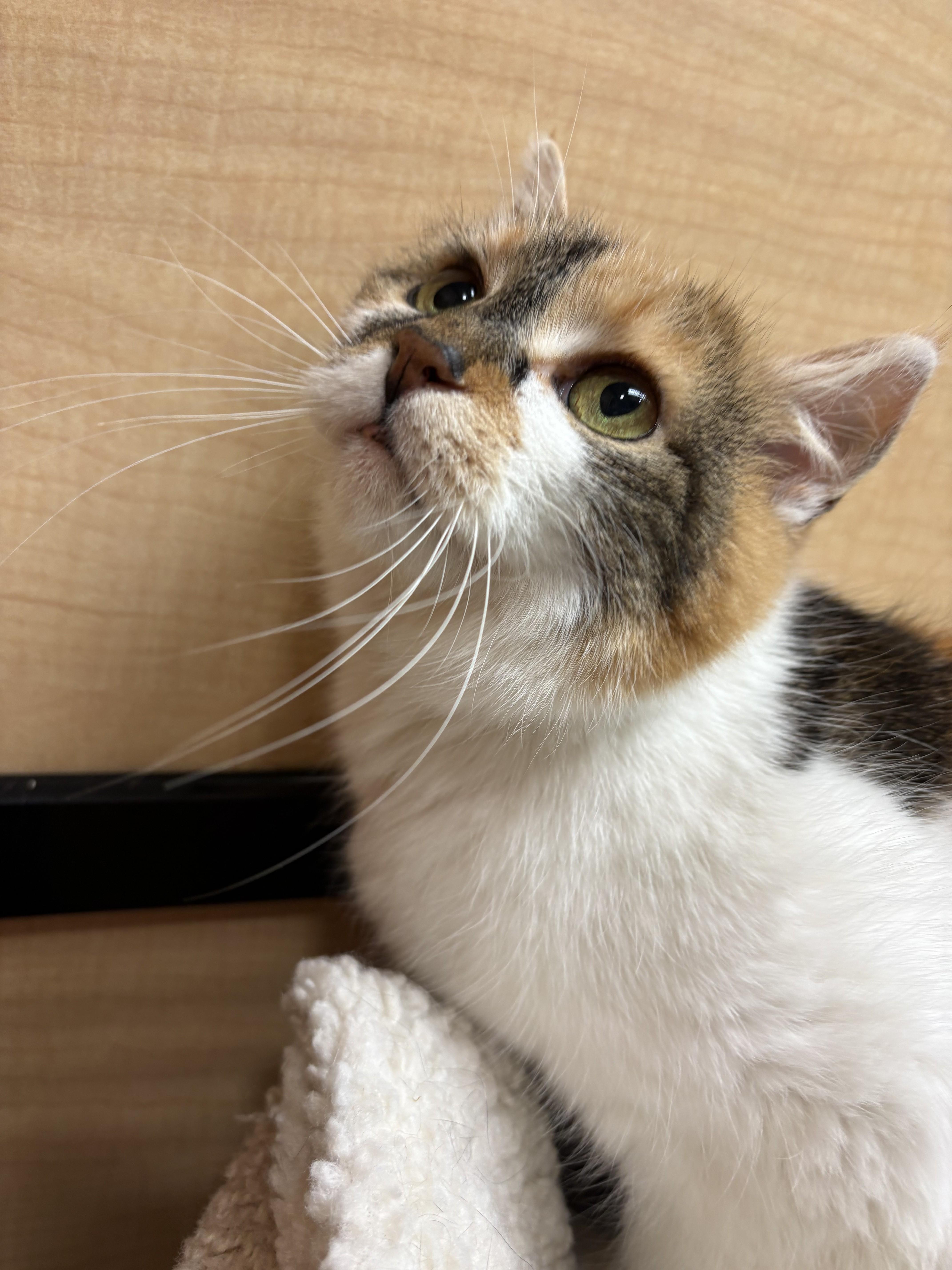 Enlarge Glimmer, an adopted Domestic Short Hair in Albany, NY image 2/3