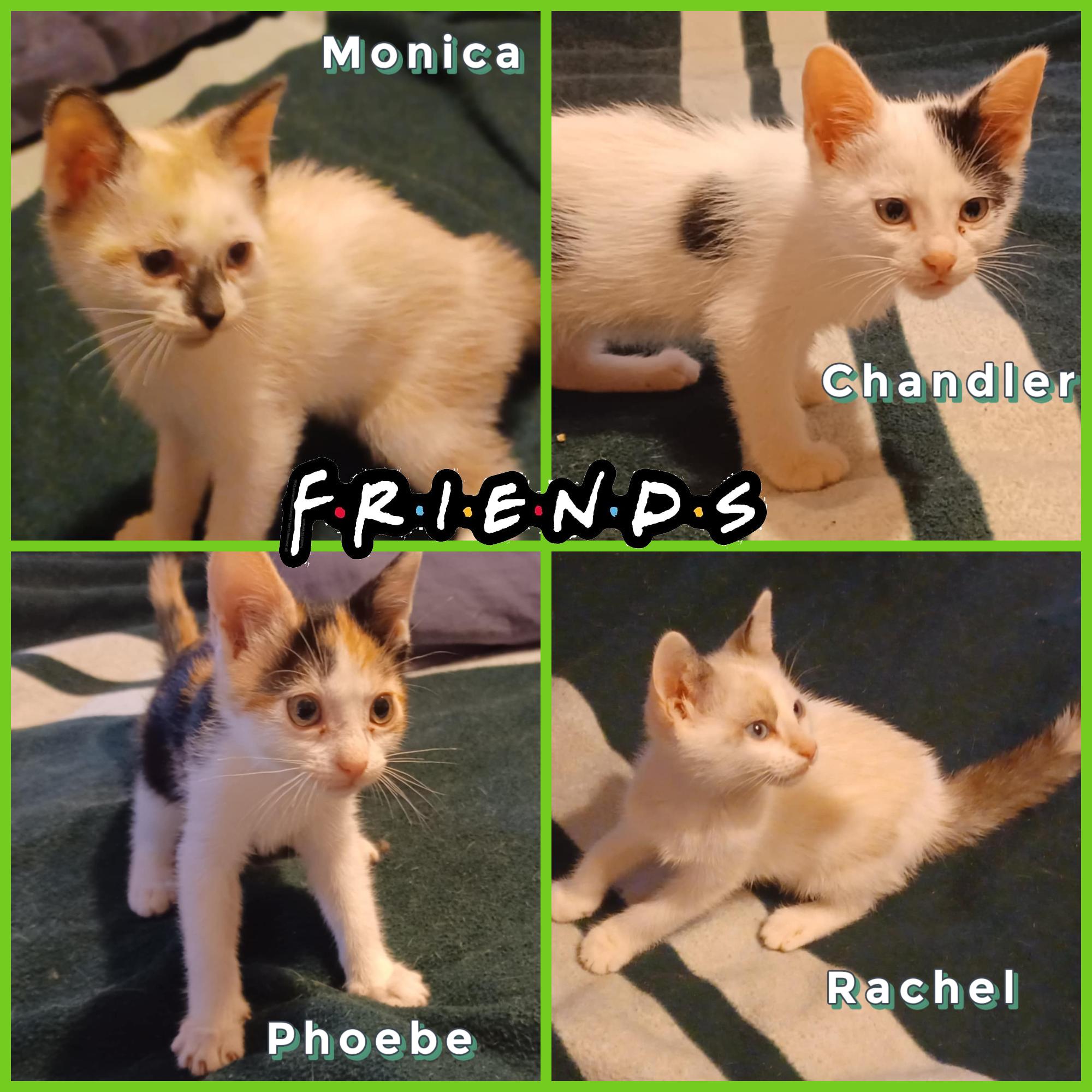 Monica & Chandler and Phoebe & Rachel