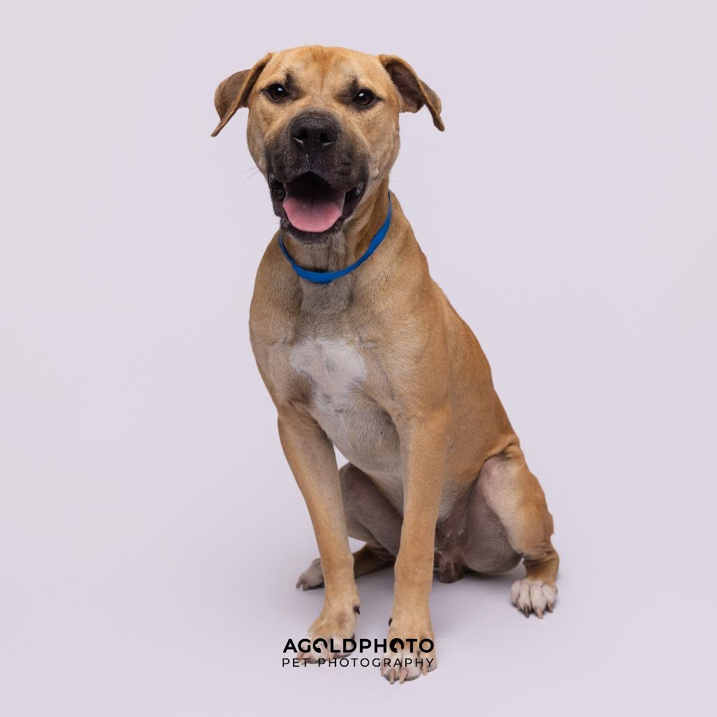 Enlarge Larry, a Adoptable mixed breed in Tampa, FL image 1/2