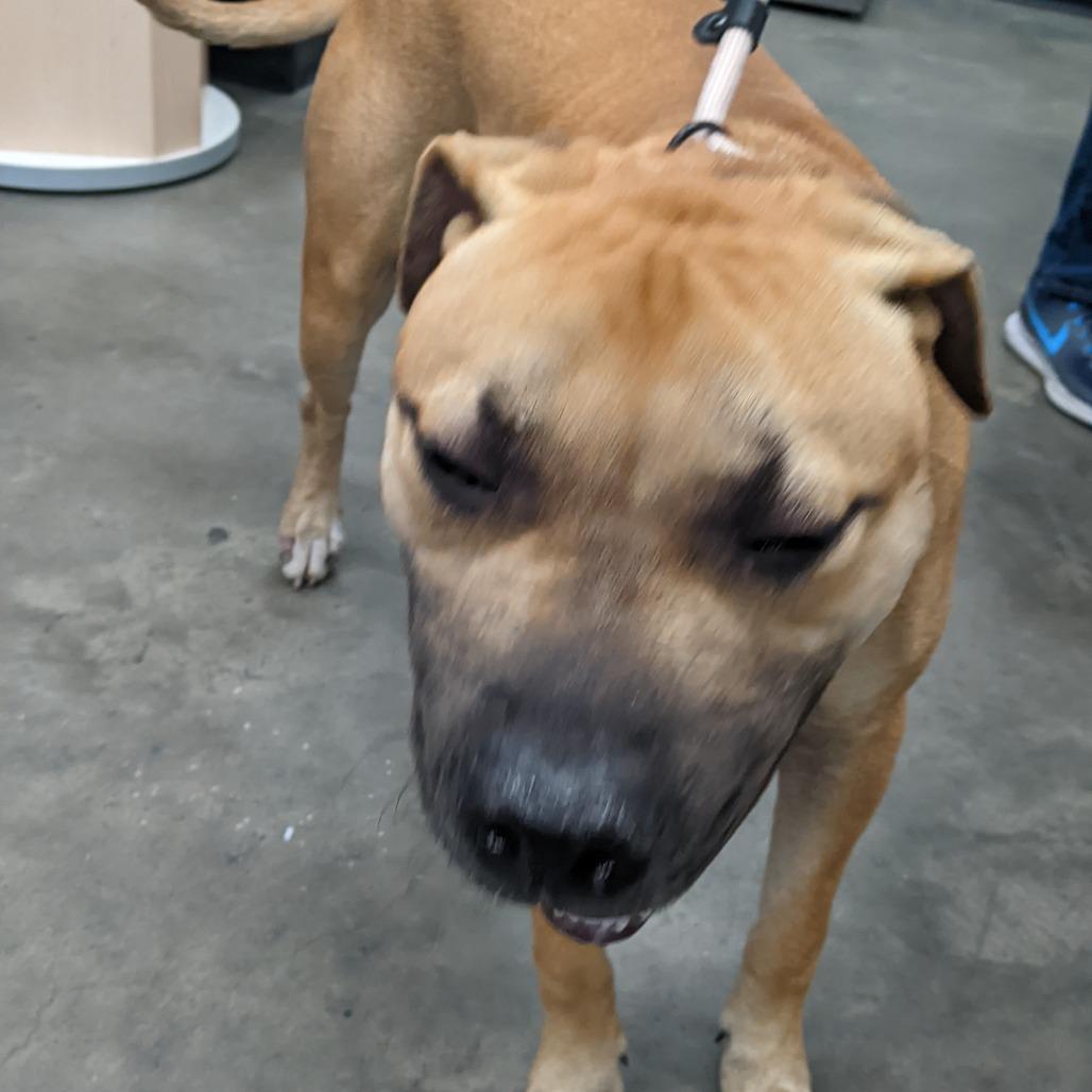 Enlarge Larry, a Adoptable mixed breed in Tampa, FL image 2/2