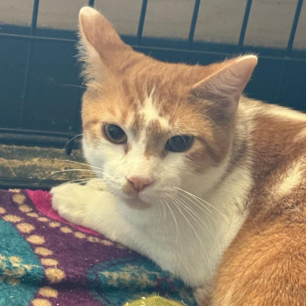 Twizzle, Adoptable, Young Male Domestic Short Hair.